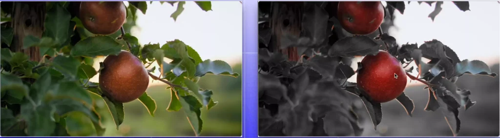 Before and after color isolation effects