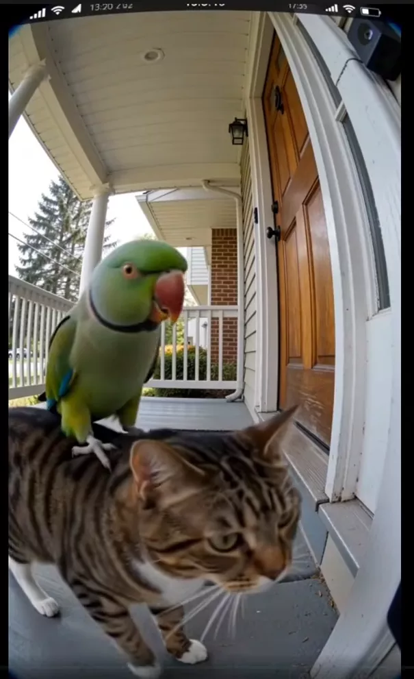 Video generation result