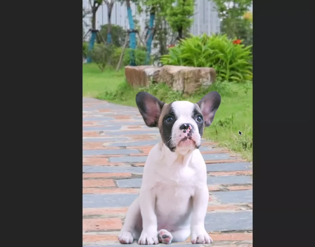 Output of background changed in the video